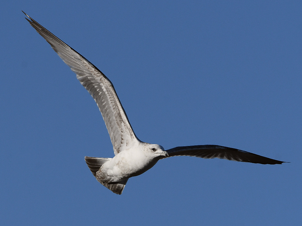 Gull2.jpg