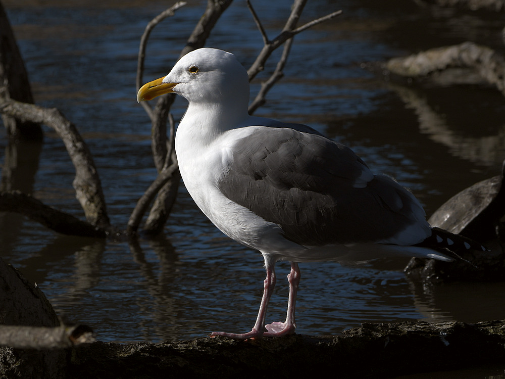 Gull2.JPG