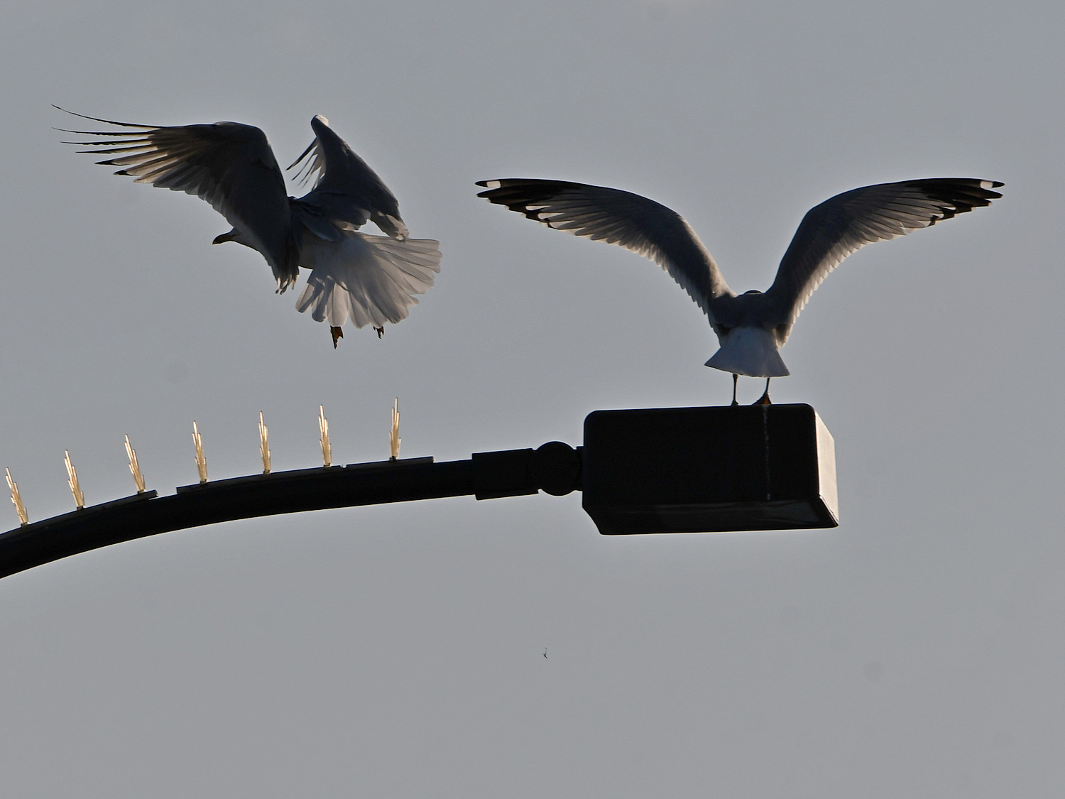 Gull2.jpg