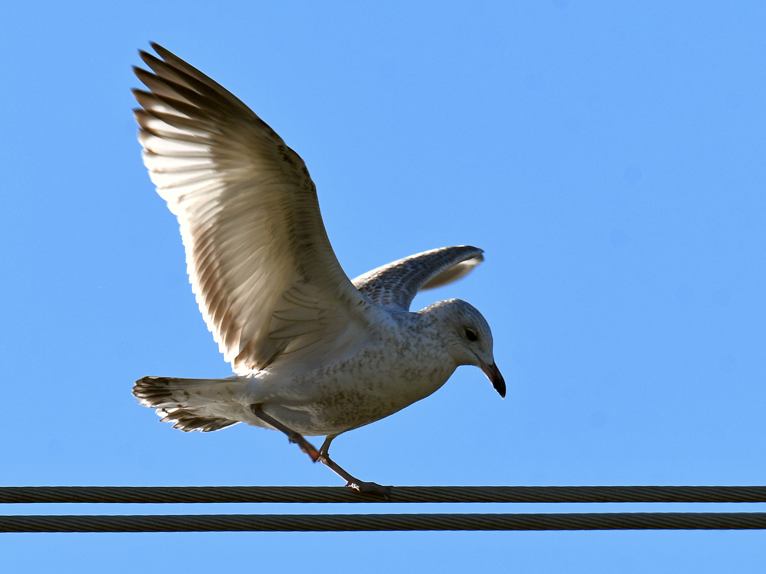 Gull2.jpg