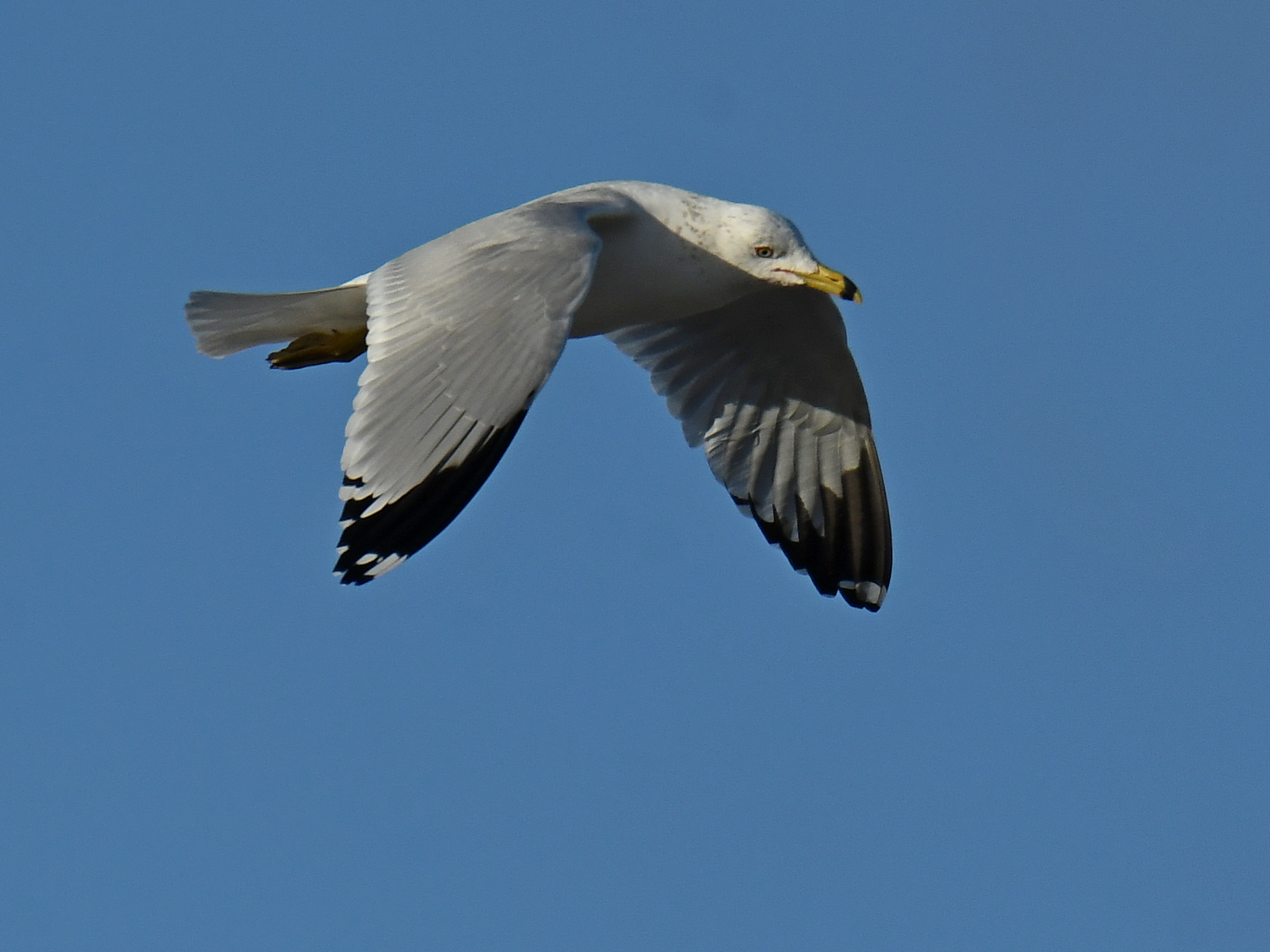 Gull2.jpg