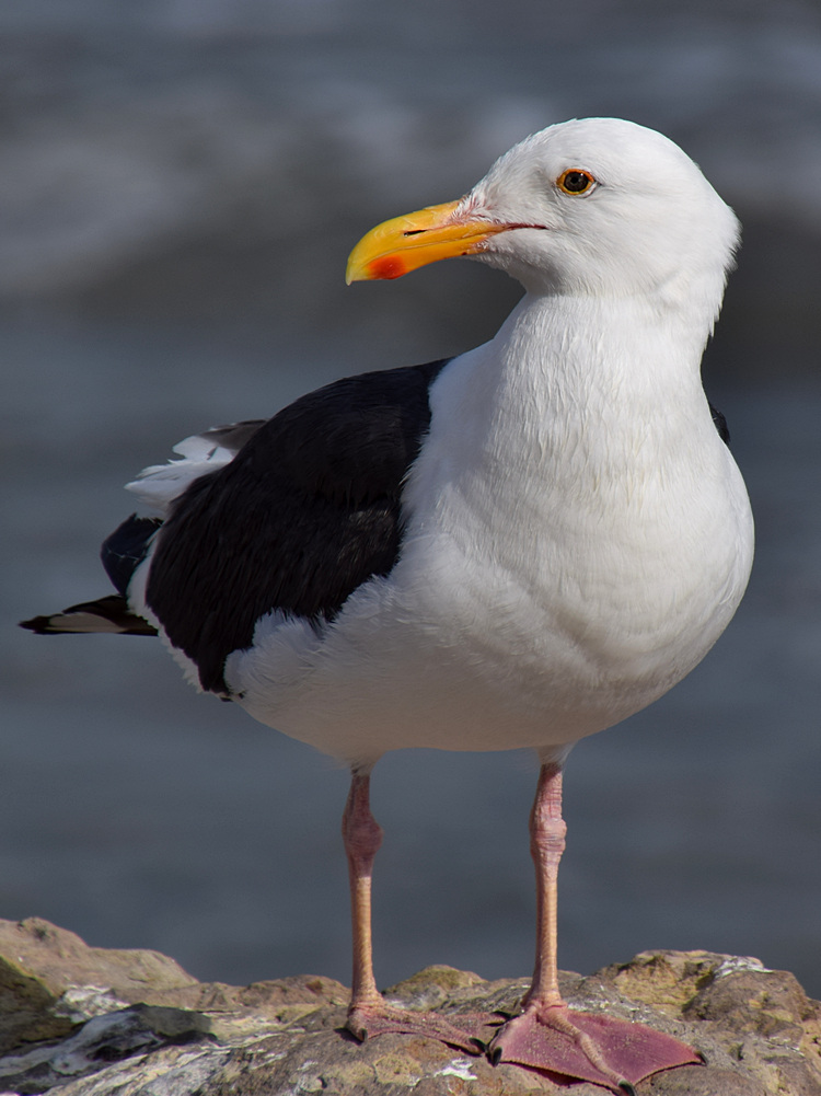 Gull3.jpg