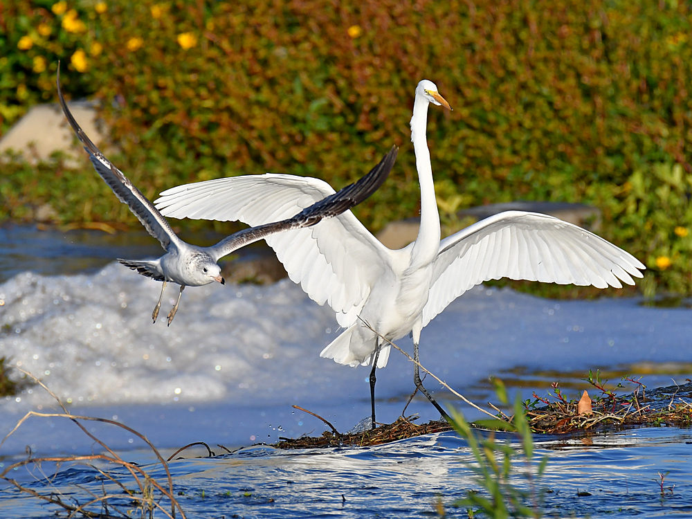 Gull3.jpg