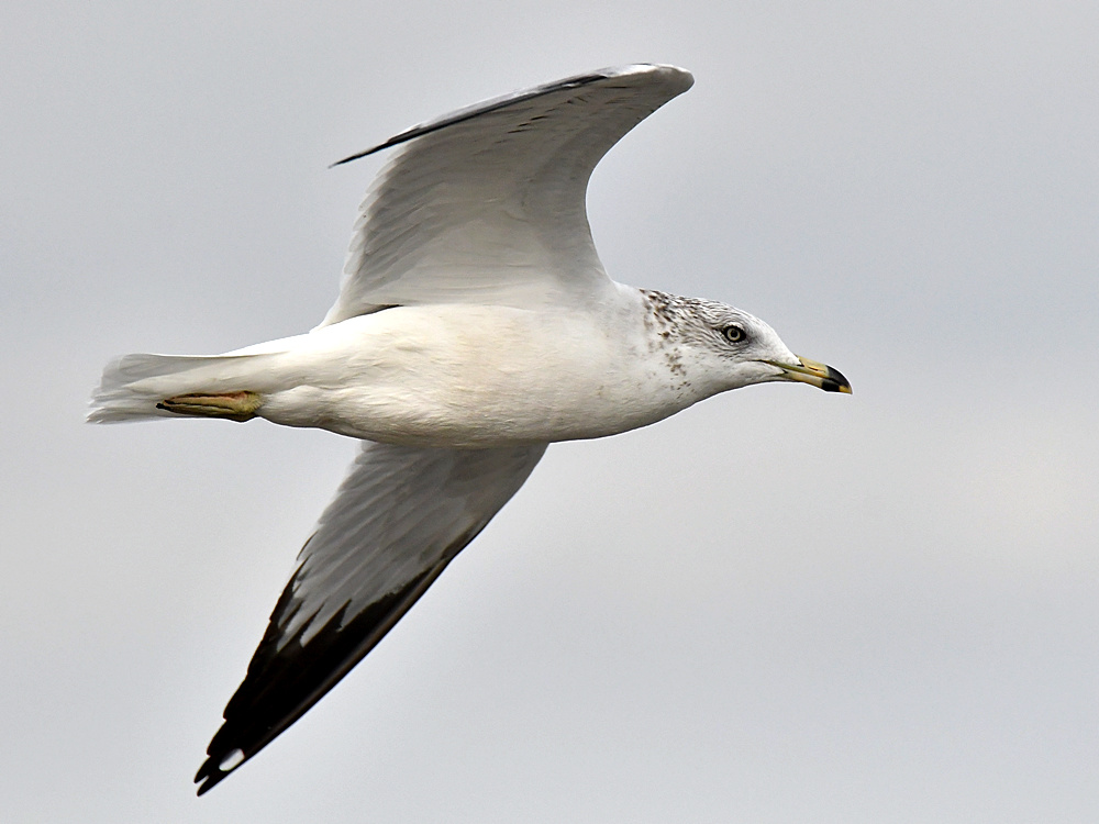 Gull3.jpg