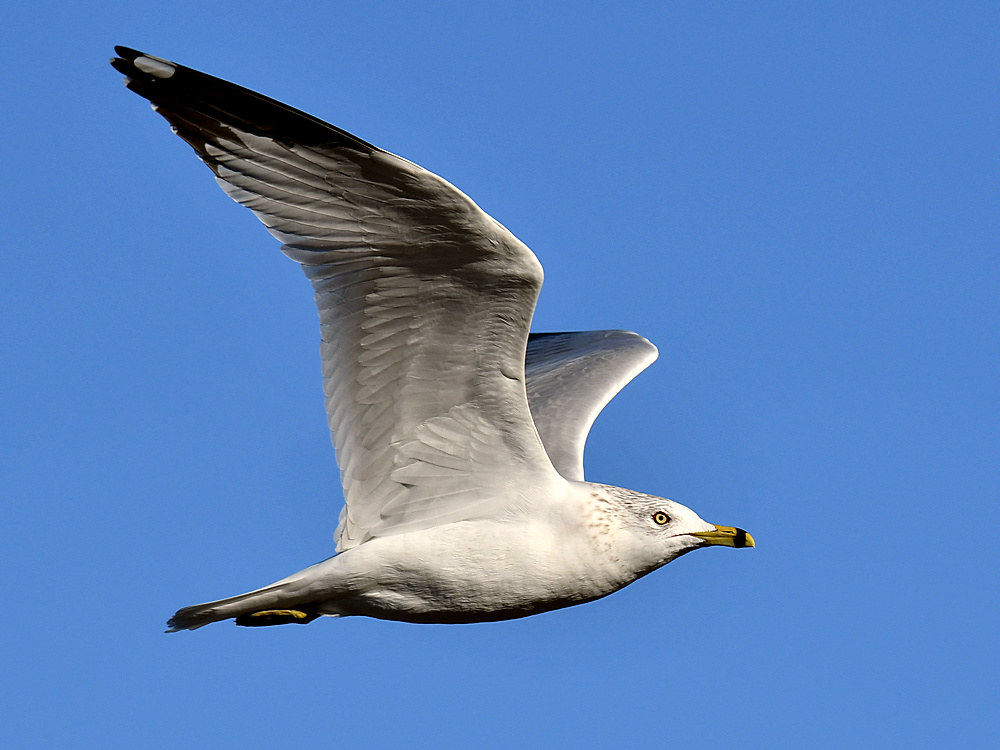Gull3.jpg