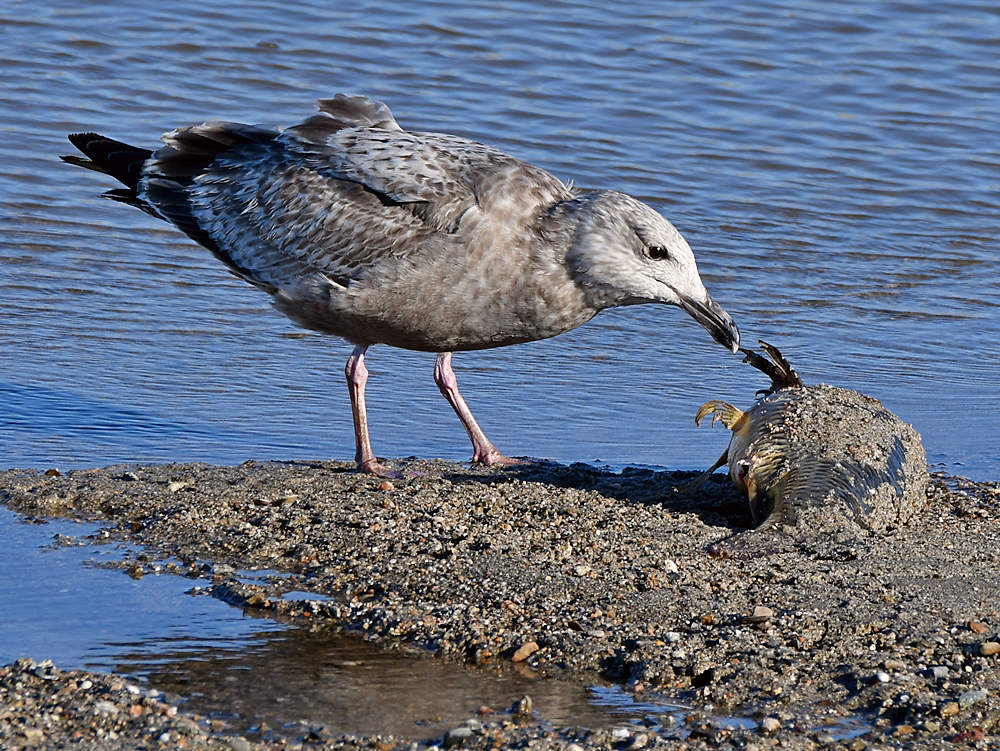 Gull3.jpg