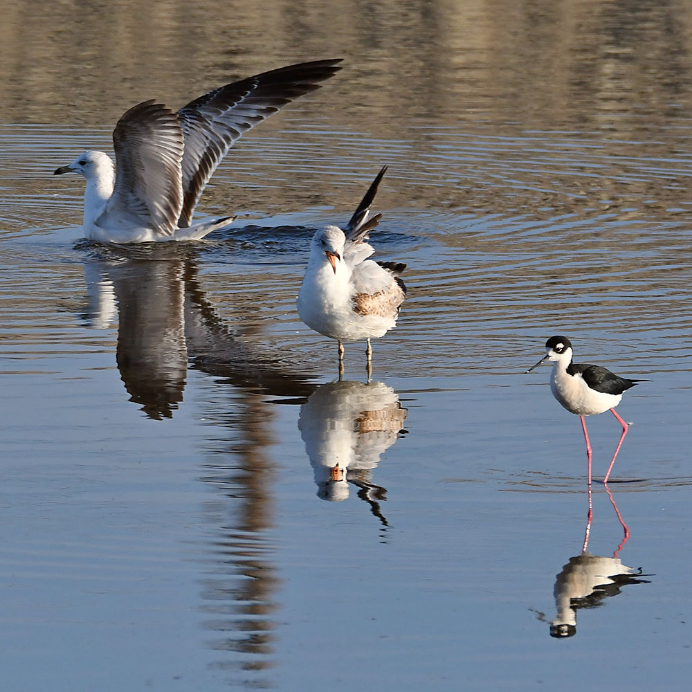 Gull3.jpg