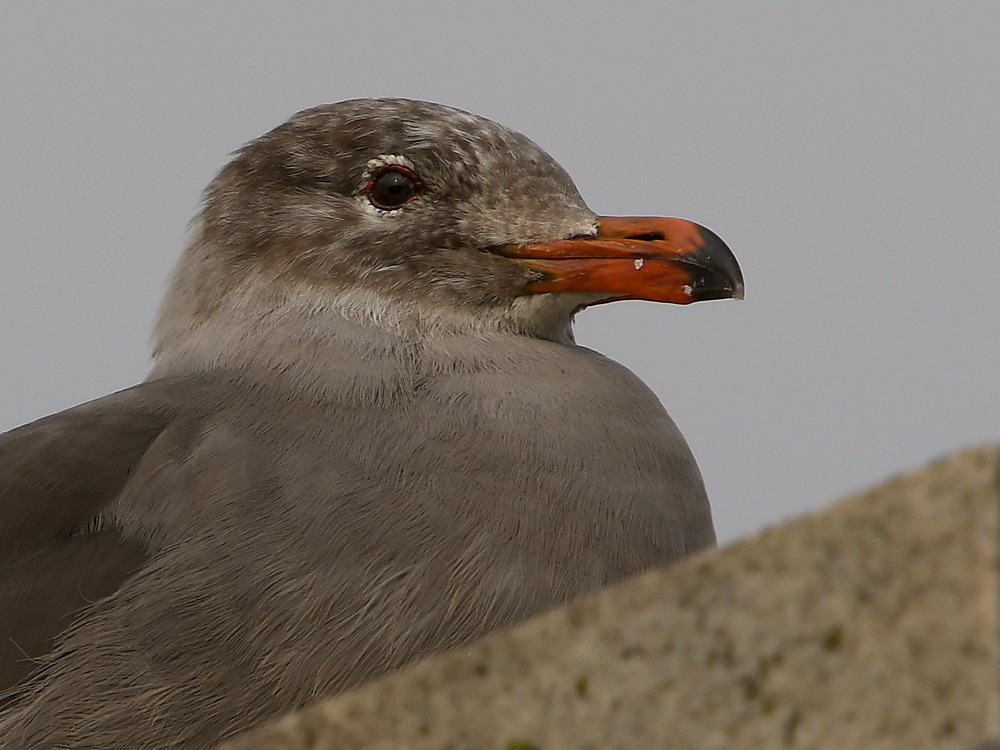 Gull3.JPG