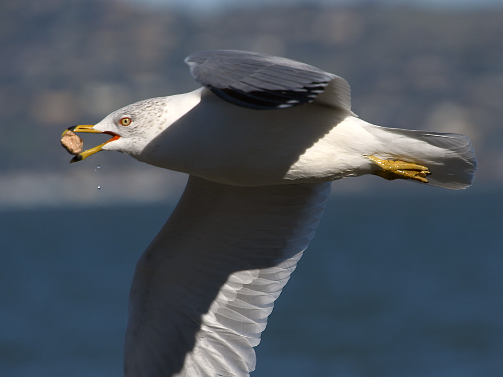 Gull3.JPG