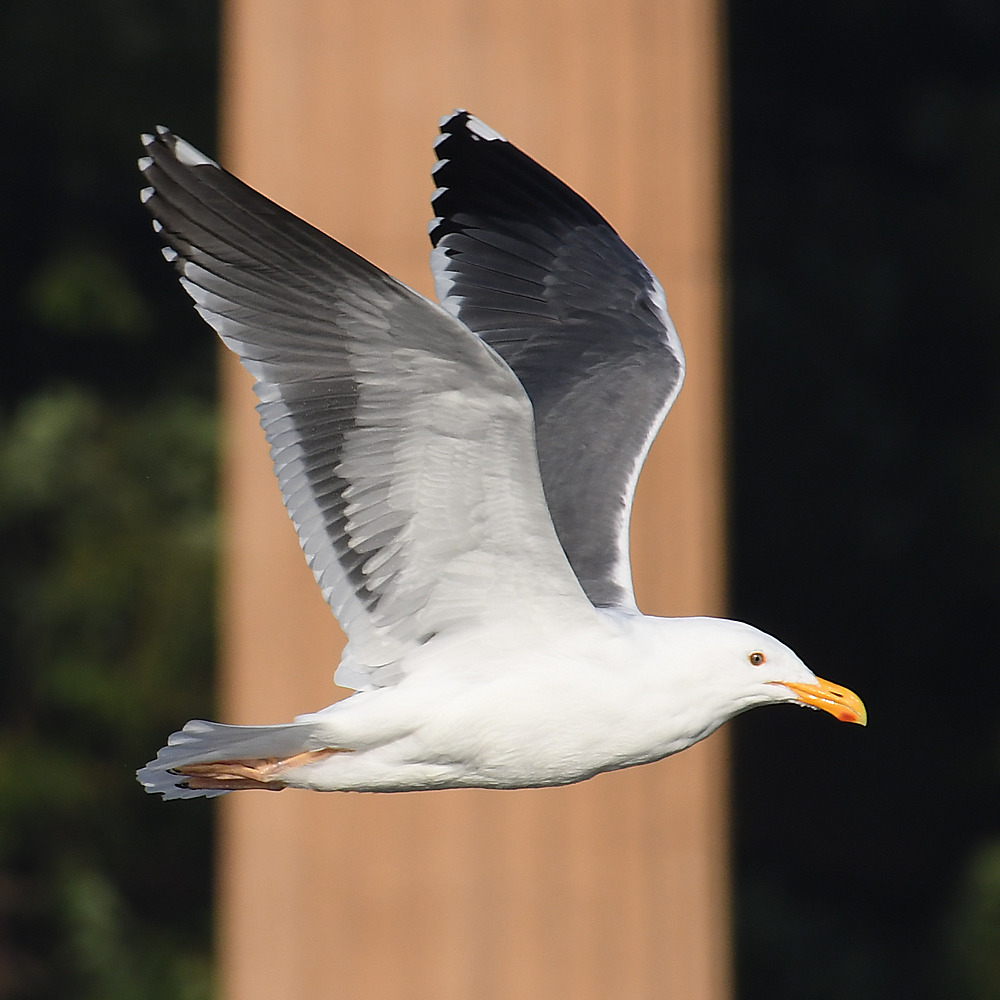 Gull3.JPG
