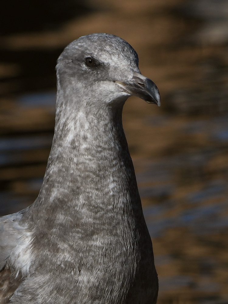 Gull3.JPG