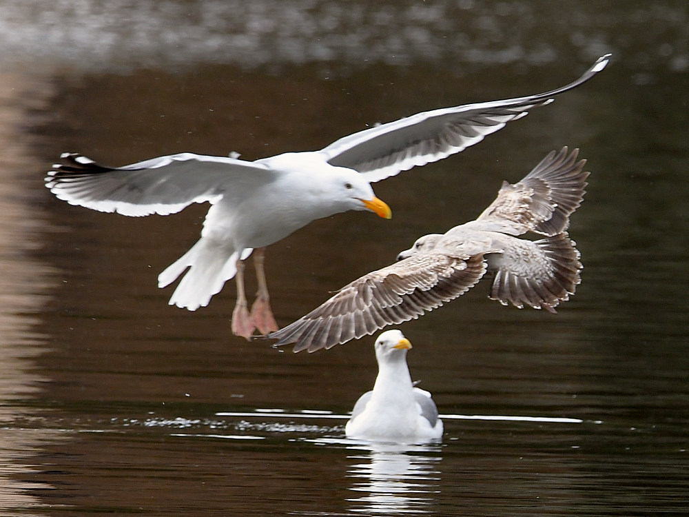 Gull3.JPG