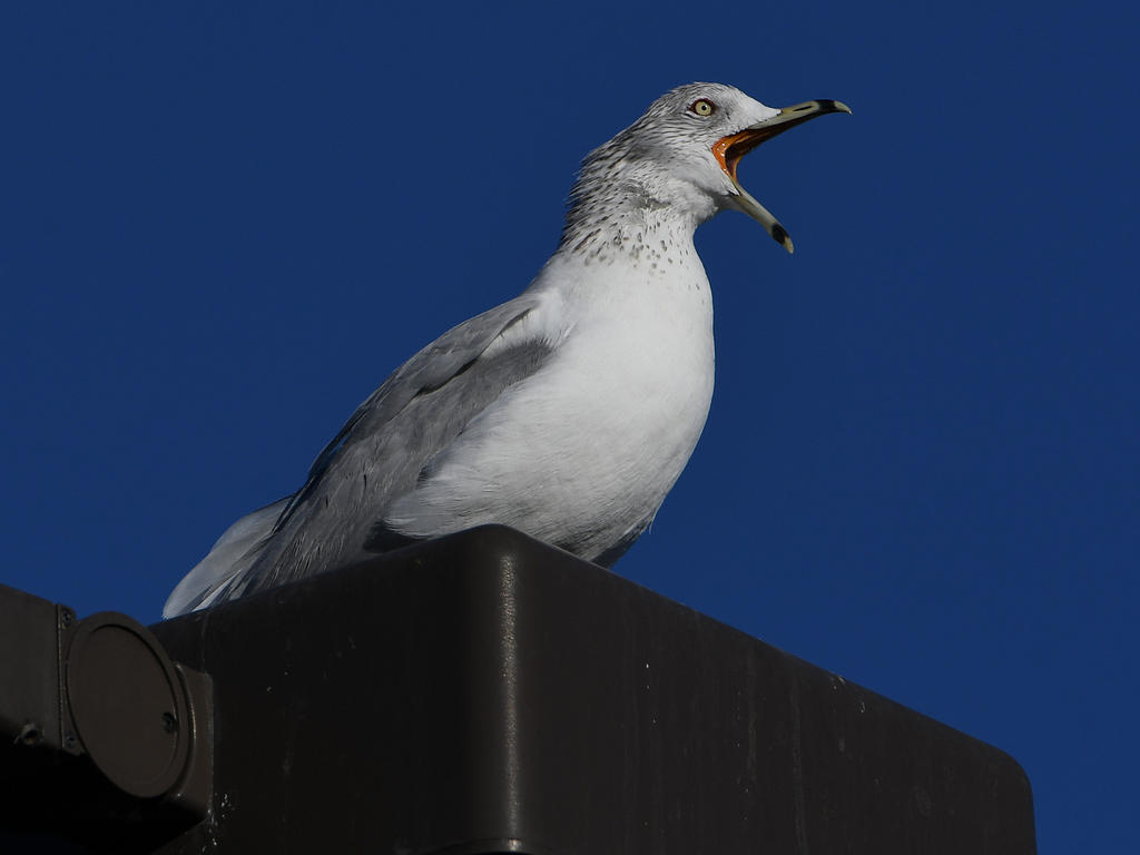 Gull3.jpg