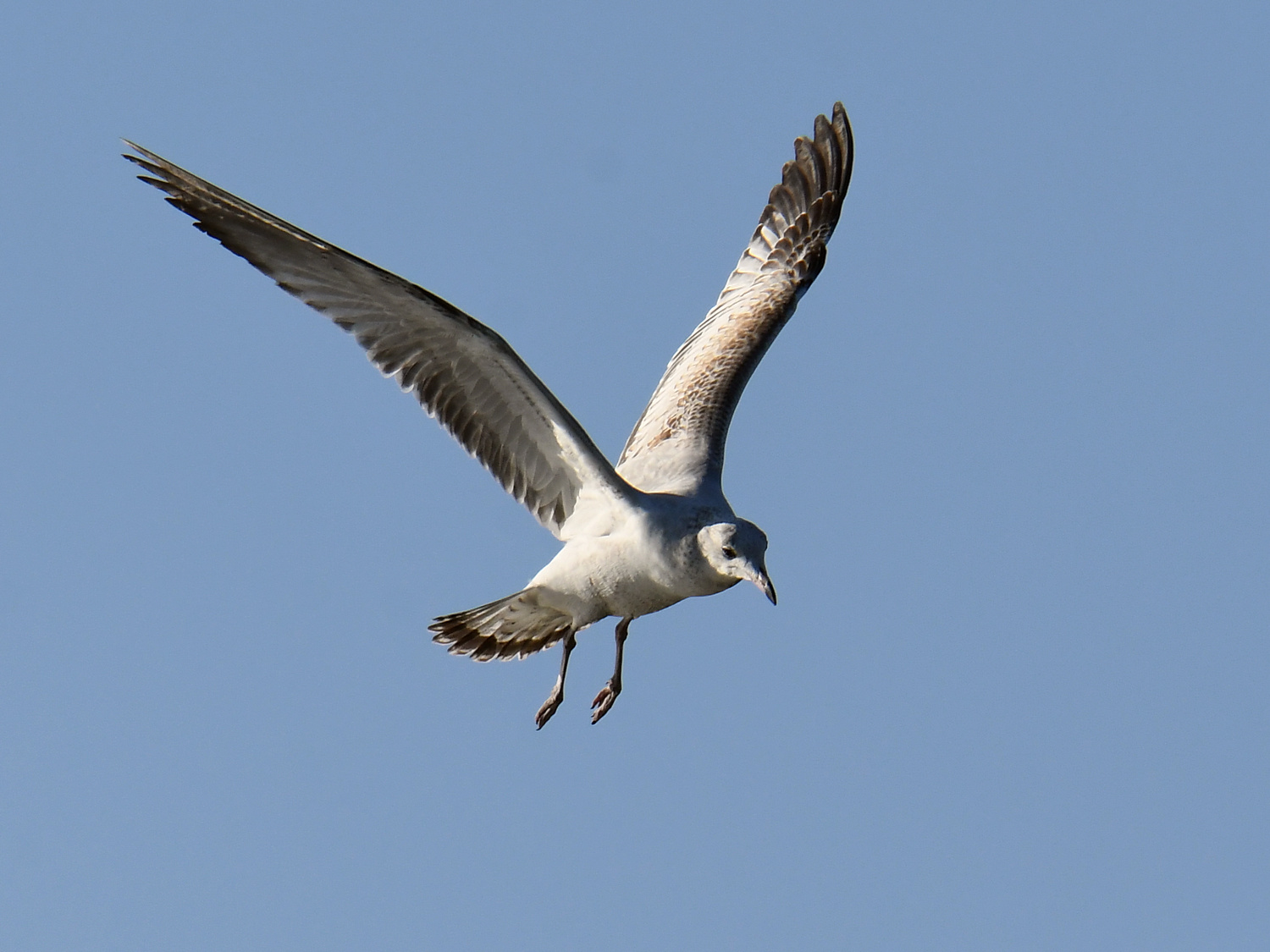 Gull3.jpg