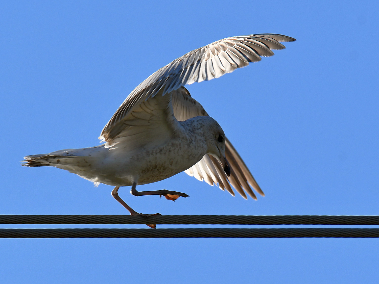 Gull3.jpg