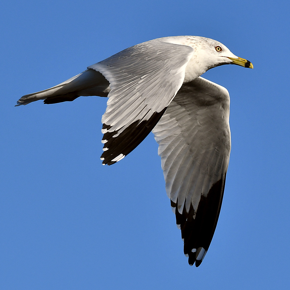 Gull4.jpg