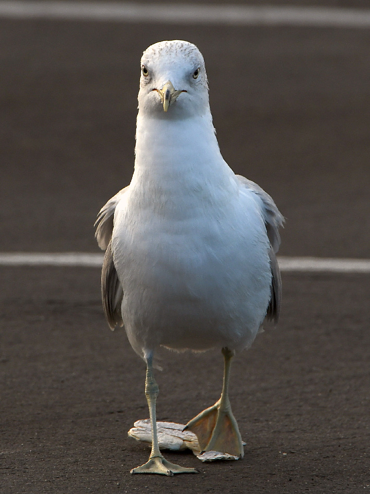 Gull4.jpg