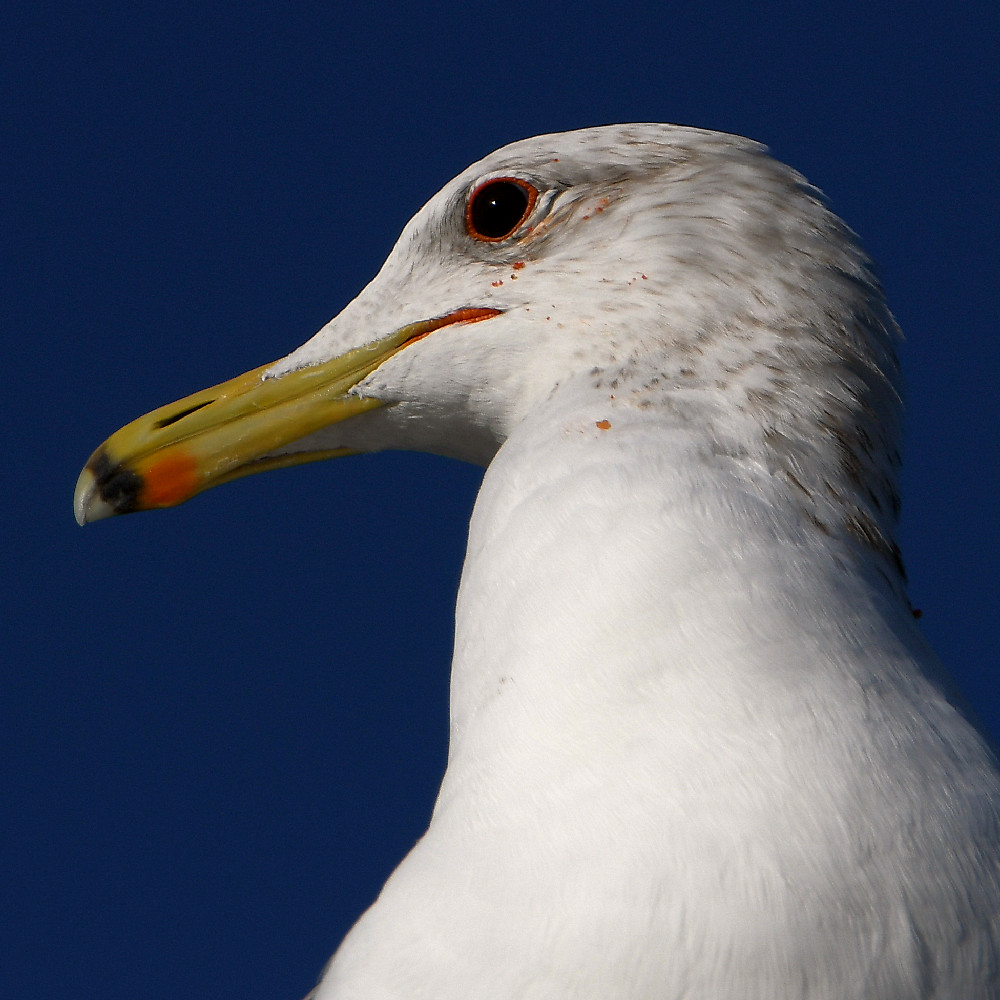 Gull4.jpg