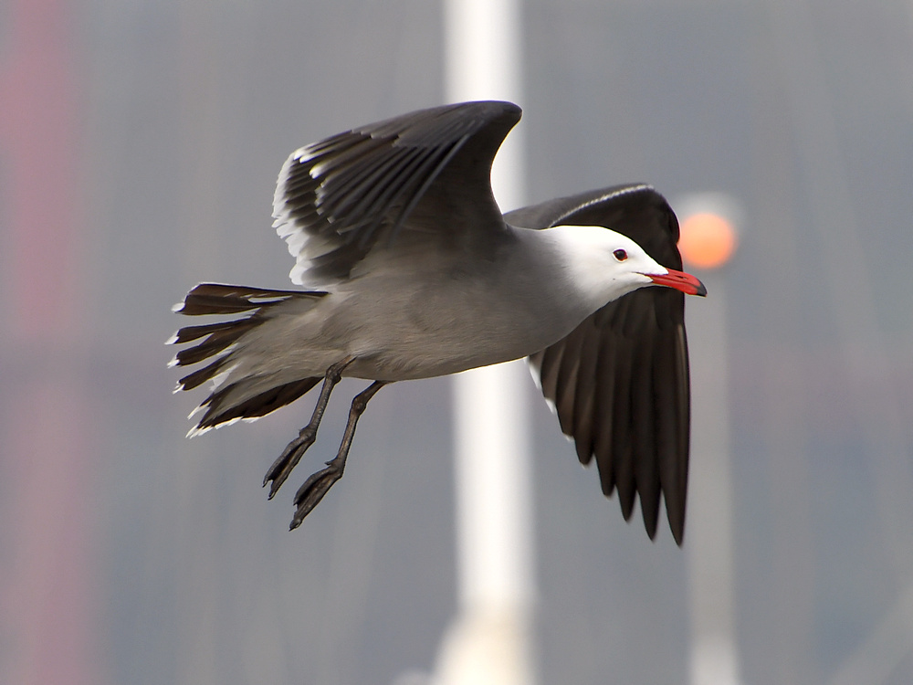 Gull4.JPG