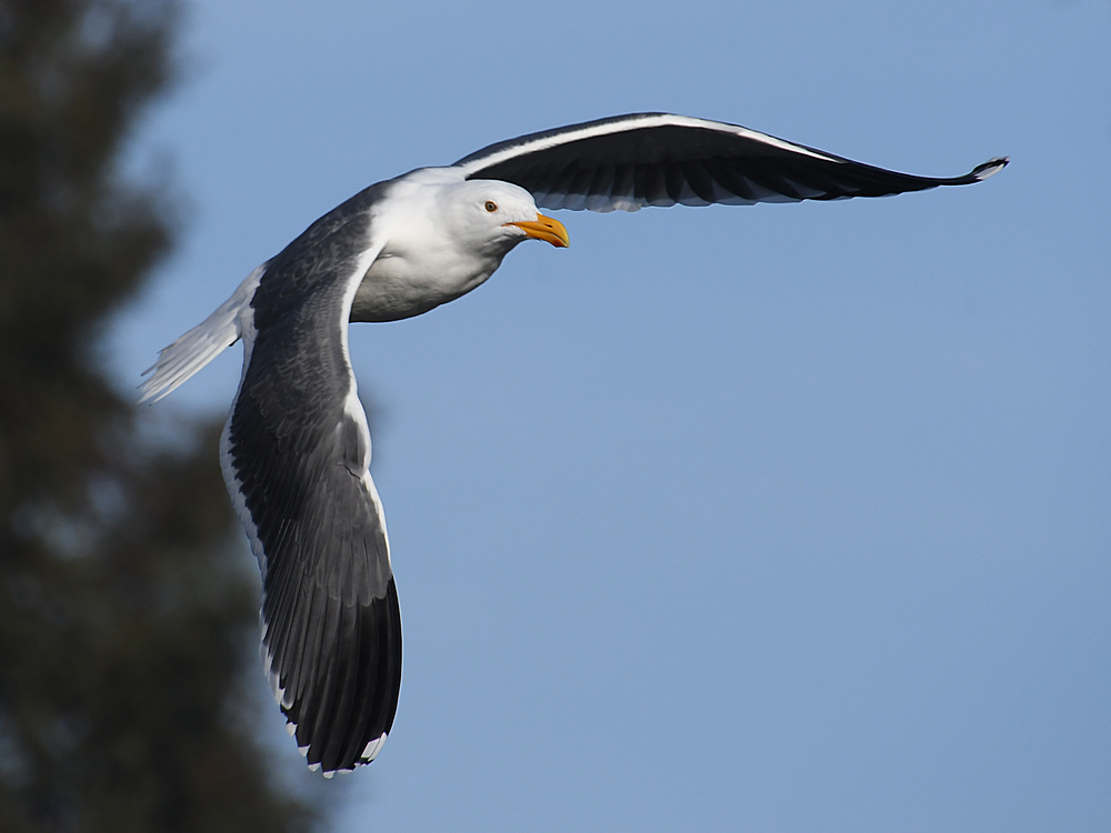 Gull4.JPG