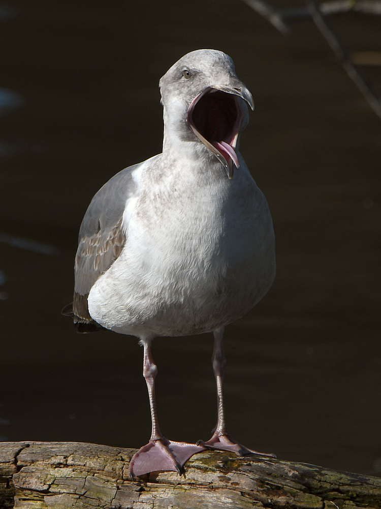 Gull4.JPG