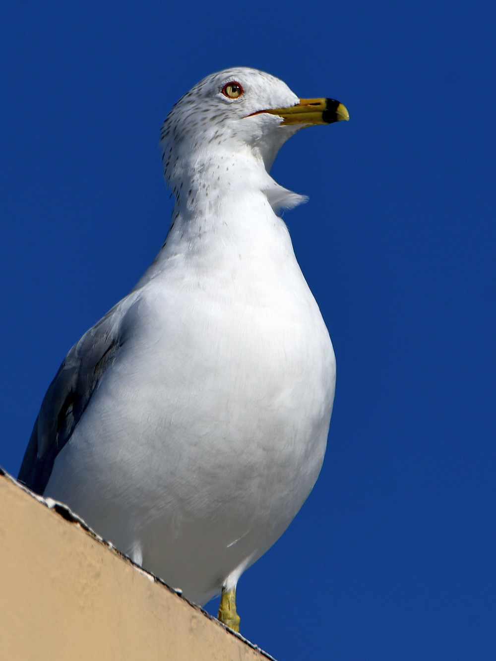 Gull4.jpg