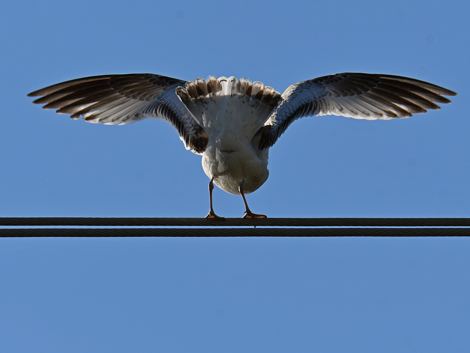 Gull4.jpg