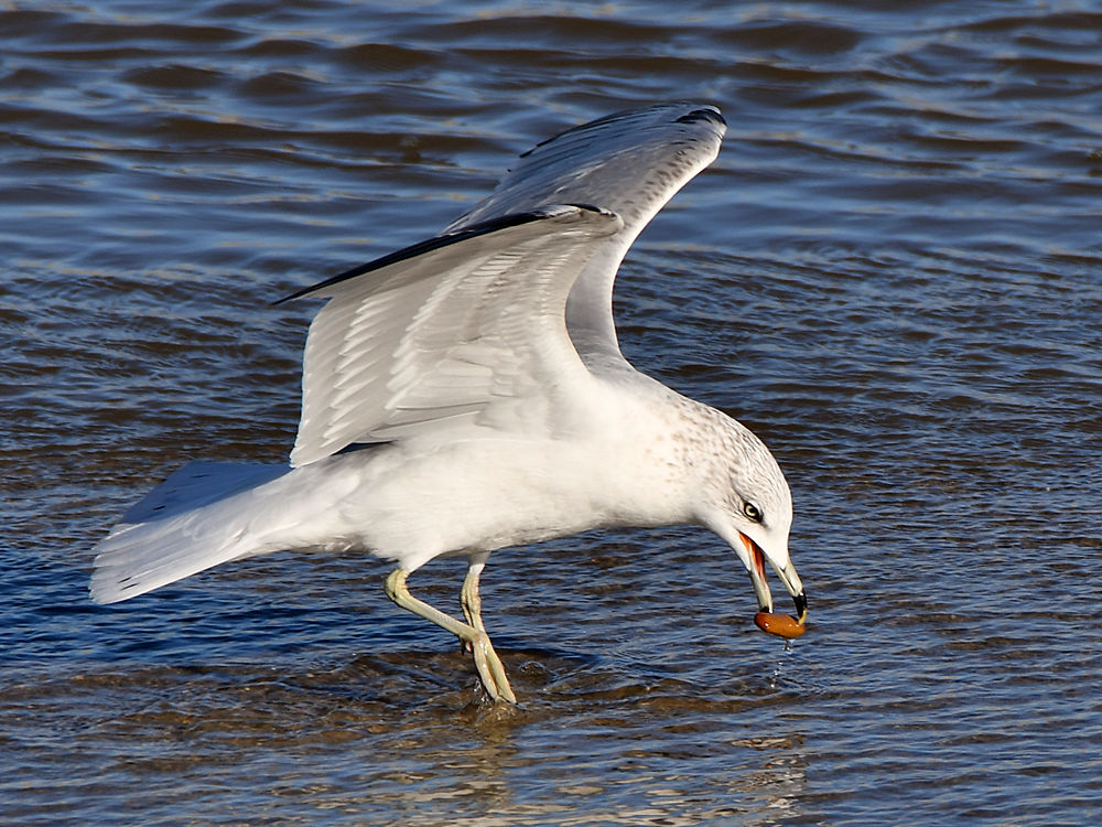 Gull5.jpg