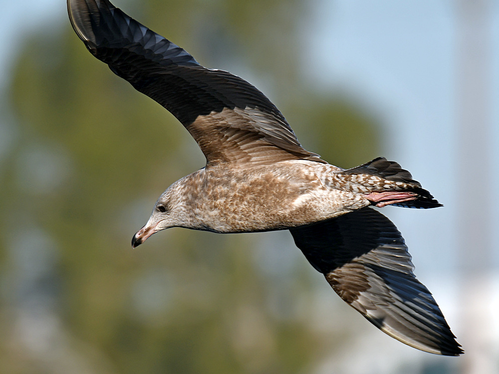 Gull5.jpg