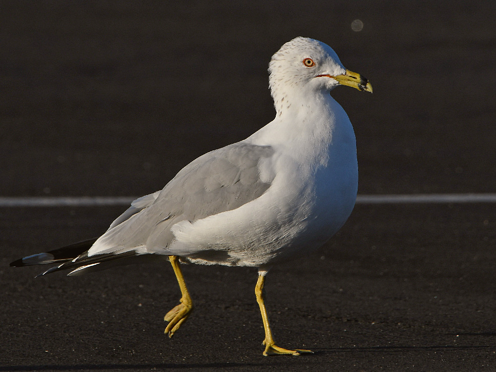 Gull5.jpg