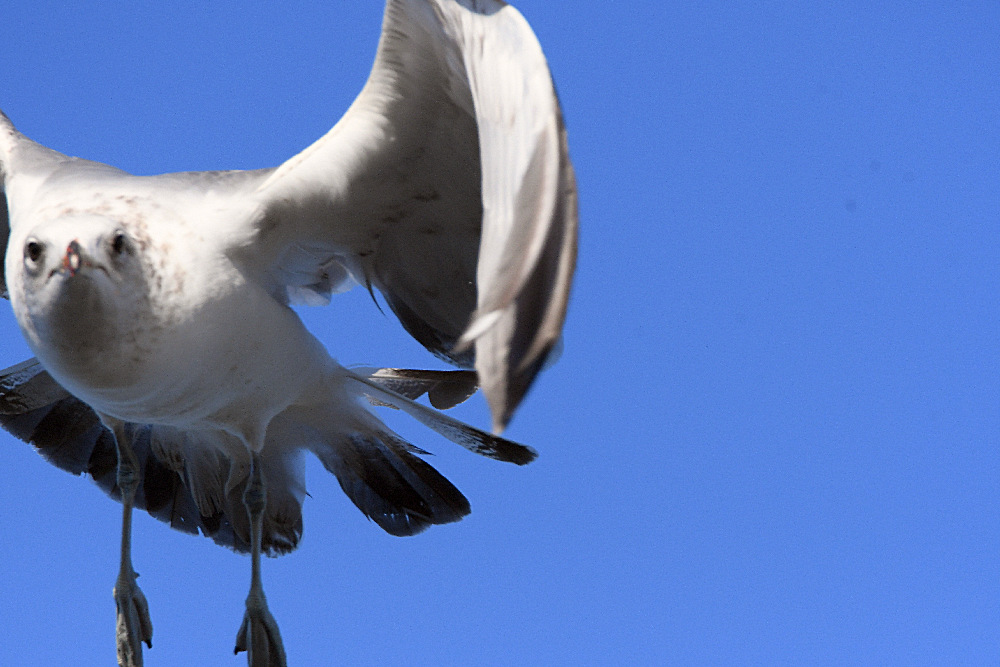 Gull5.jpg