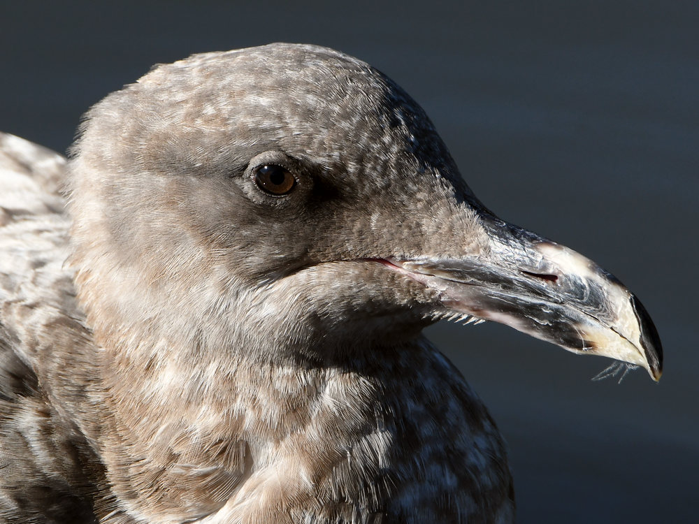 Gull5.JPG