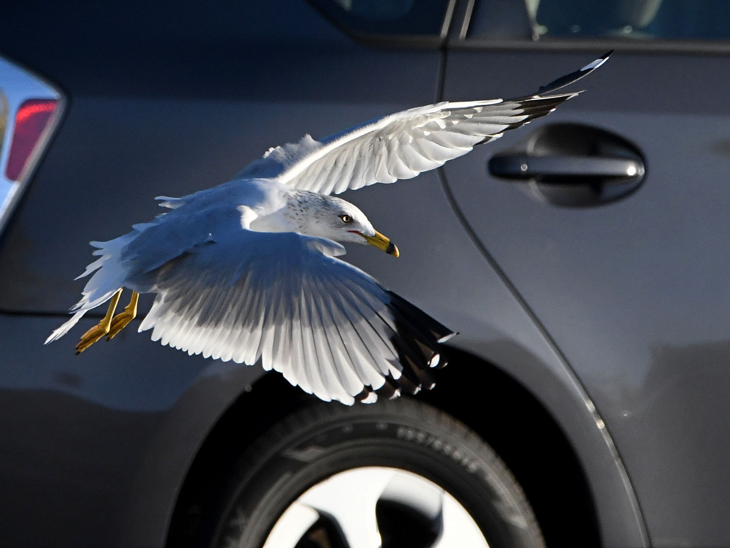 Gull5.jpg