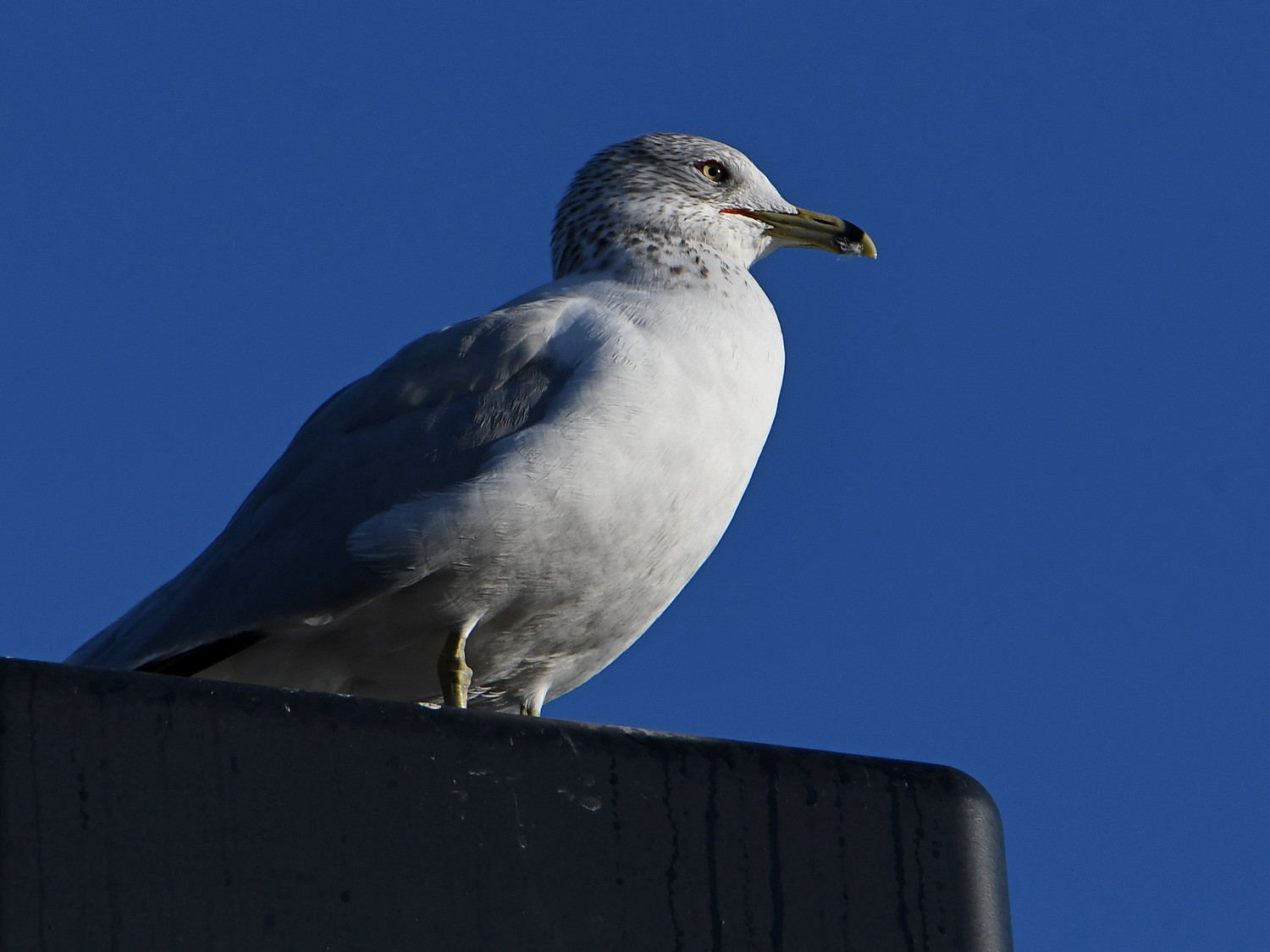 Gull5.jpg