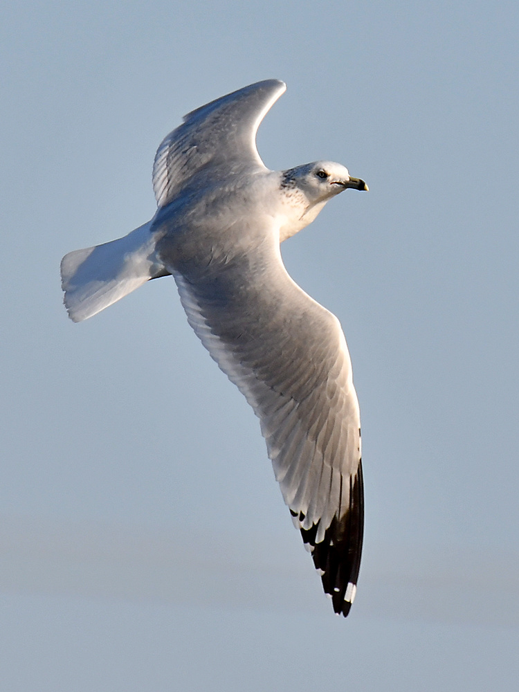 Gull6.jpg
