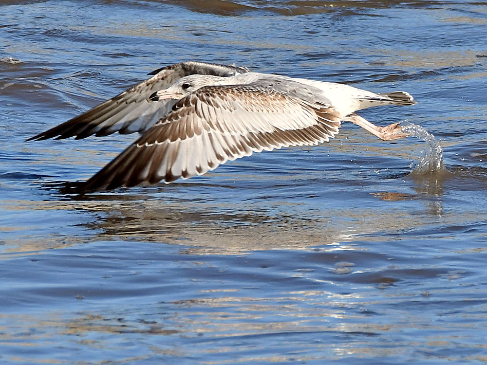 Gull6.jpg