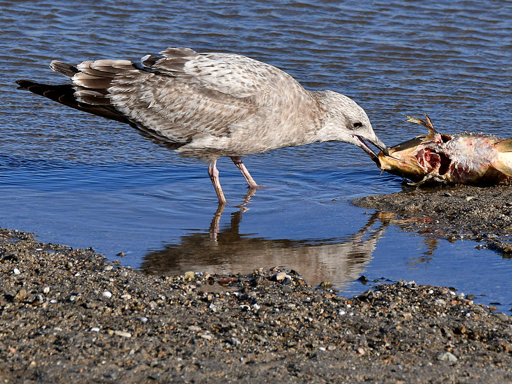Gull6.jpg