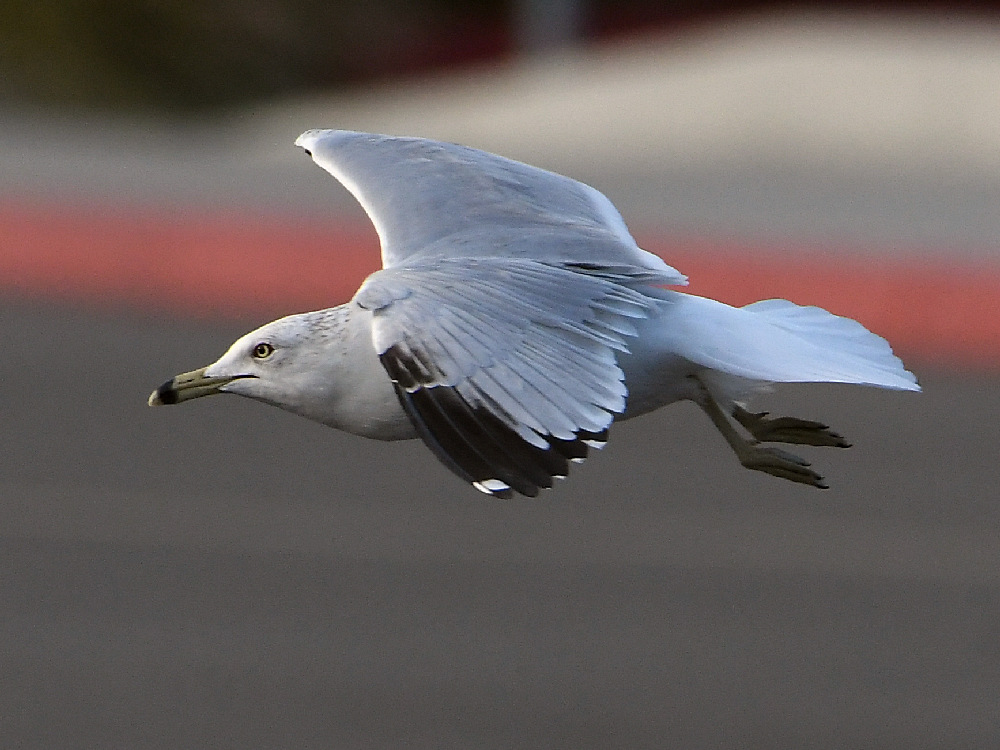 Gull6.jpg