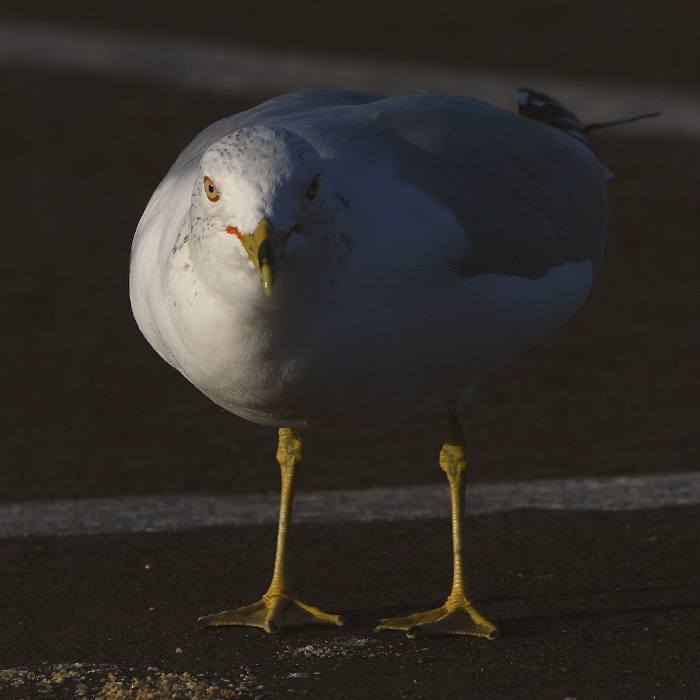 Gull6.jpg