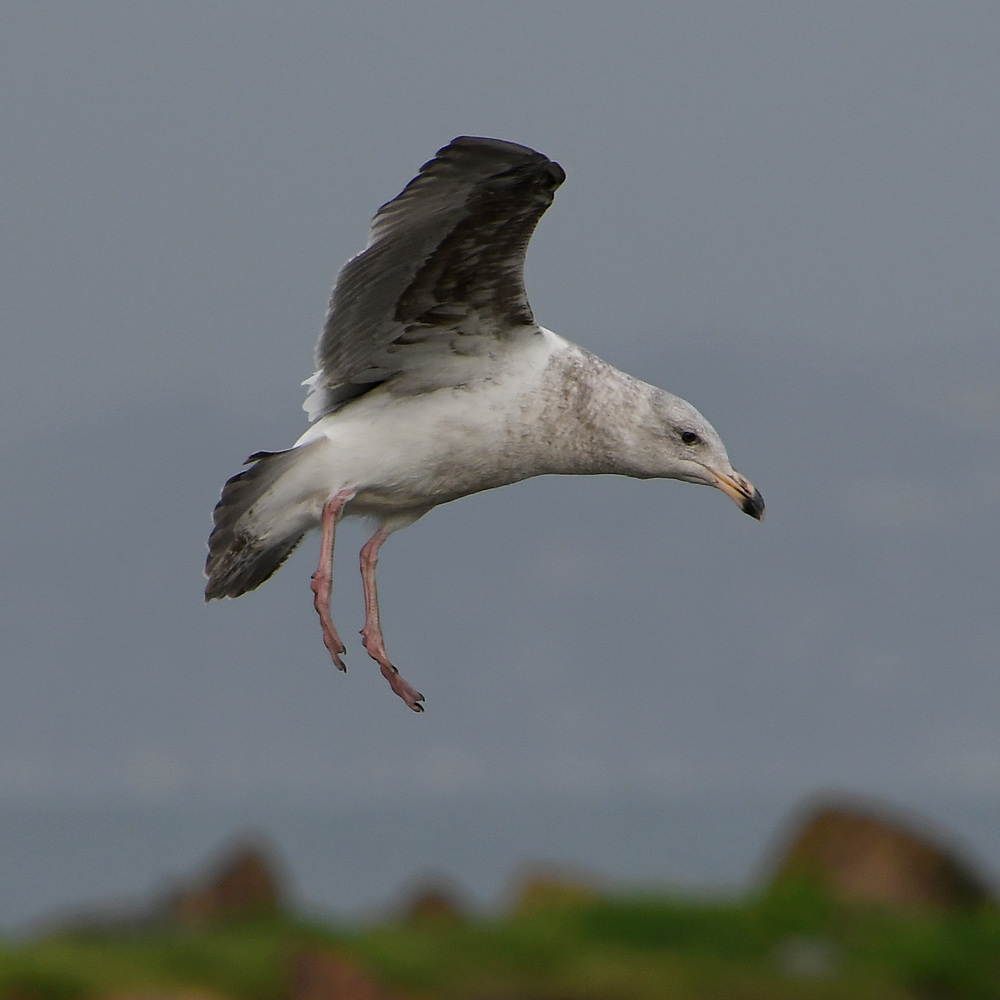 Gull6.JPG