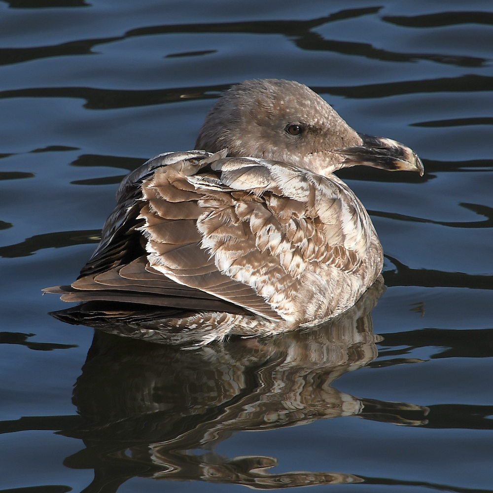 Gull6.JPG