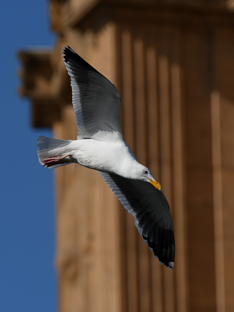Gull6.JPG