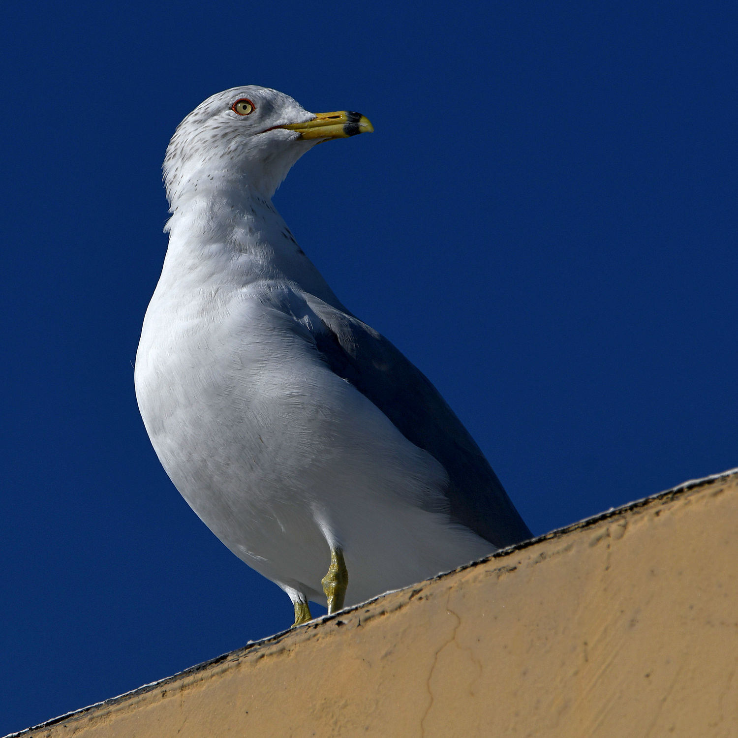 Gull6.jpg