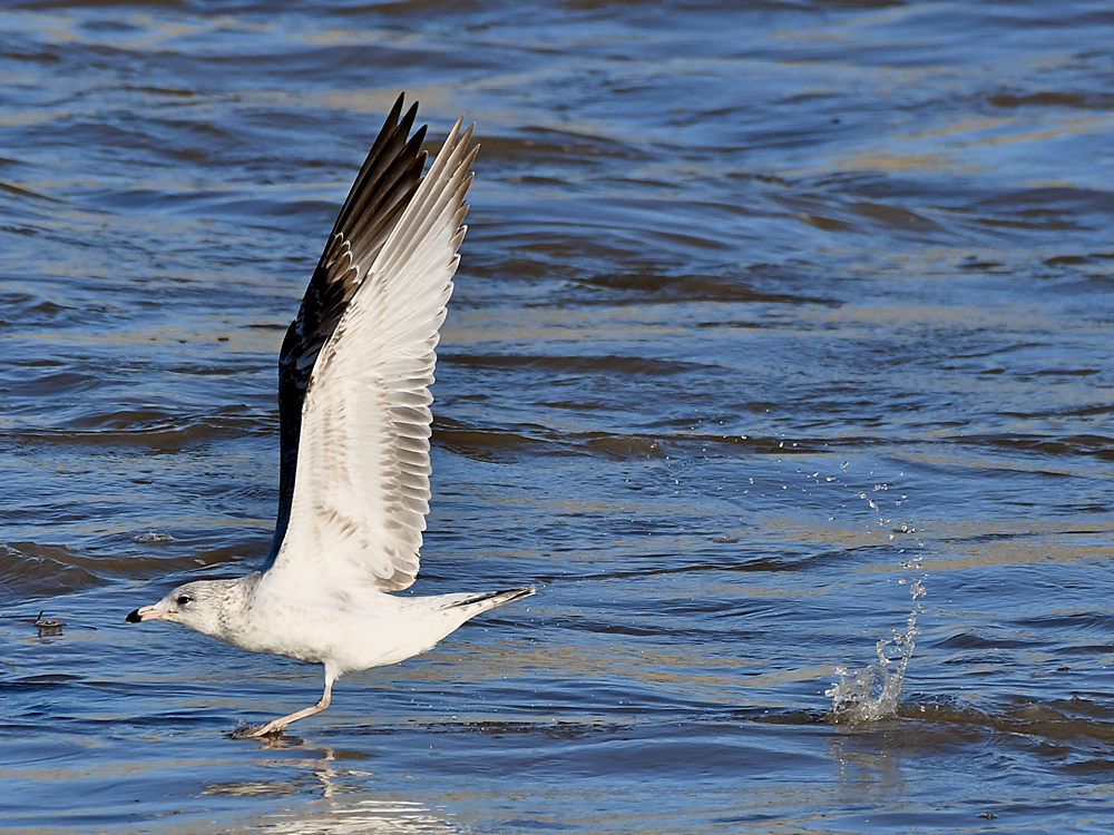 Gull7.jpg