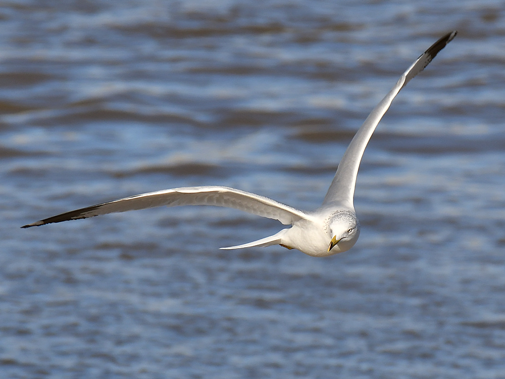 Gull7.jpg