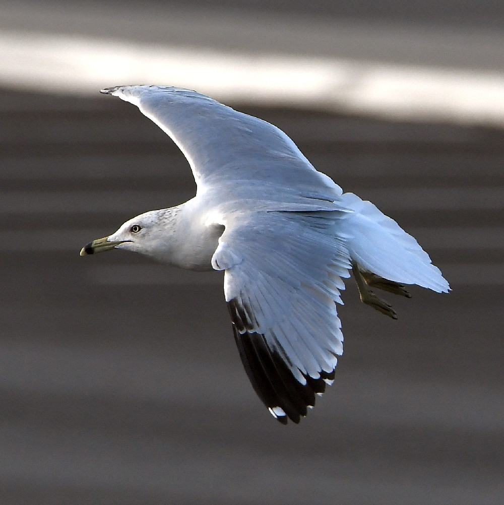 Gull7.jpg