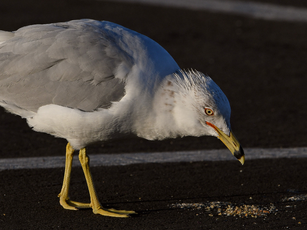 Gull7.jpg