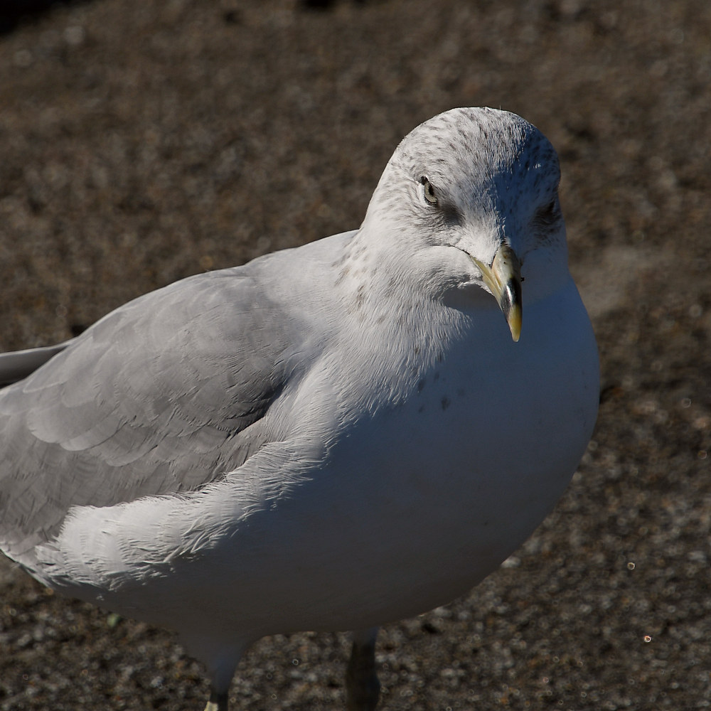 Gull7.JPG