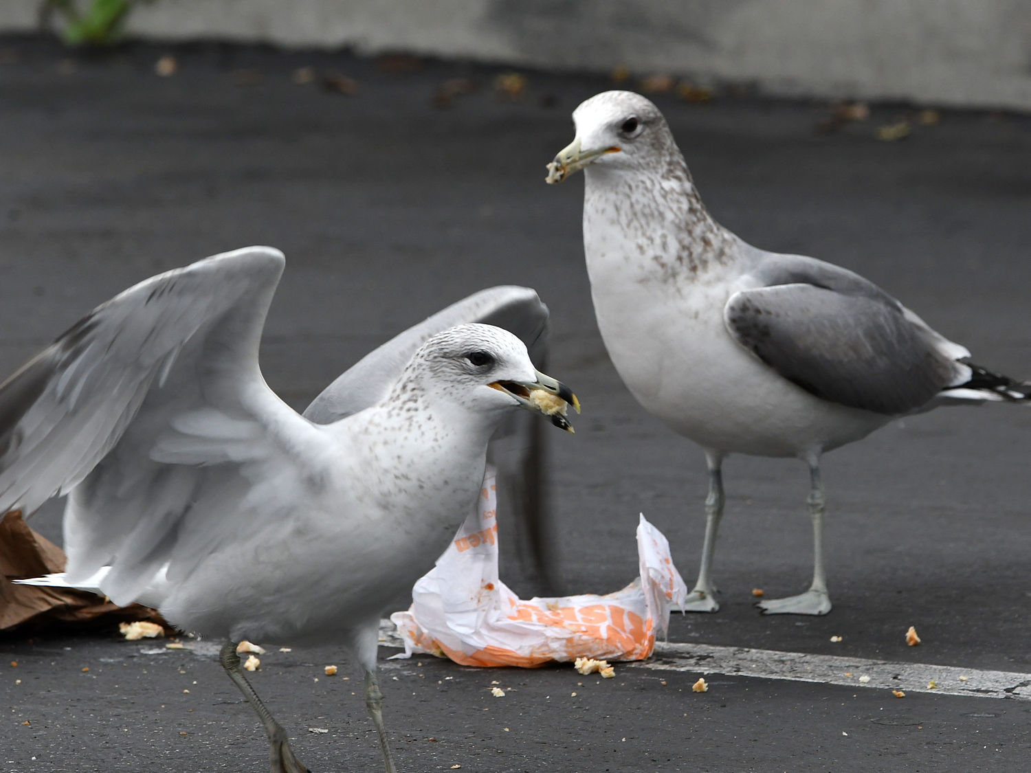 Gull7.jpg