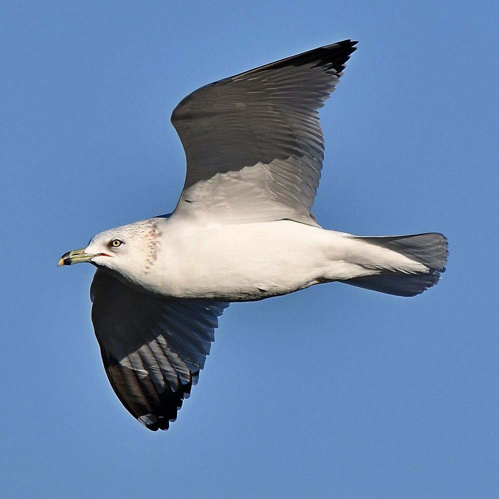 Gull8.jpg